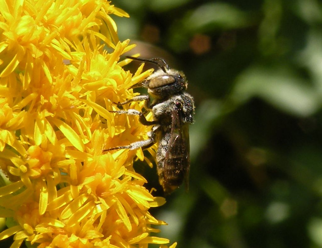 Coelioxys sp?